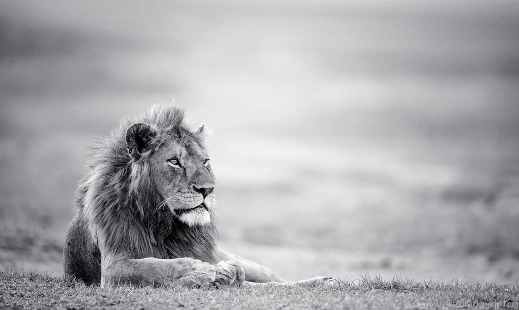 Lion HD Backgrounds 2026 HD Wallpapers Site
