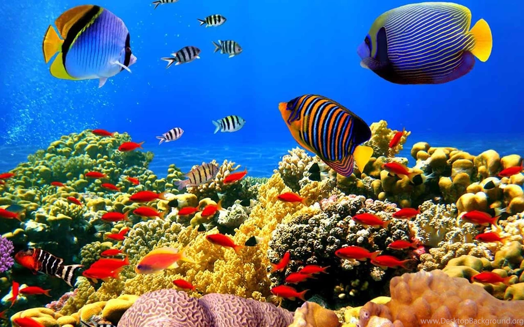 Download Gratis 5D Aquarium Wallpapers Hidup,Gratis 5D Aquarium ...