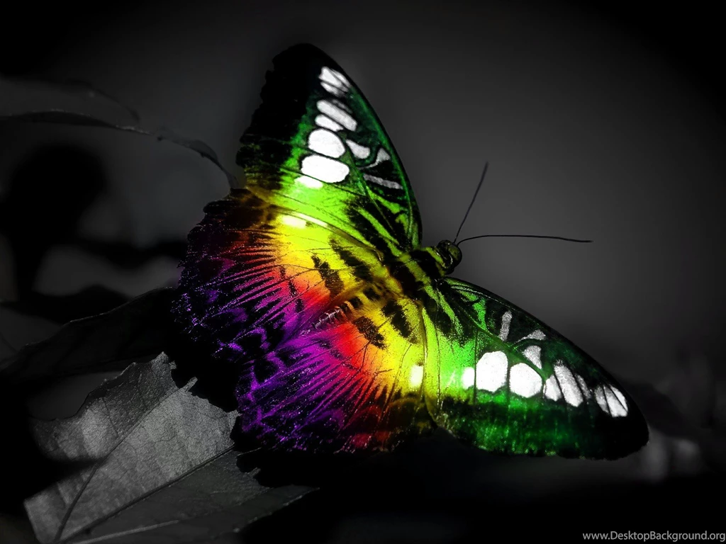 966 Butterfly HD Wallpapers