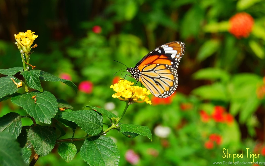 Butterfly On Flower Wallpapers