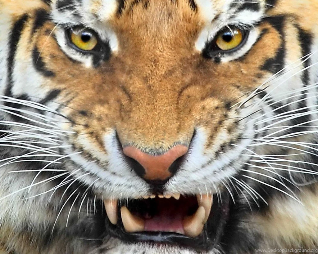 Wild Animals Wallpapers Free Download (6)