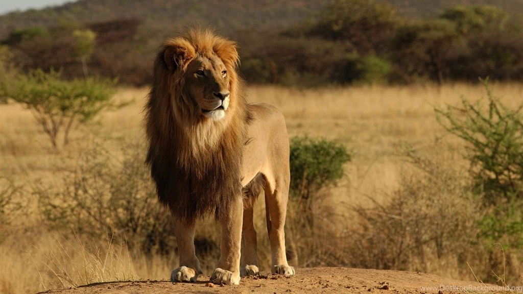 Male Lion Wild Animal HD Wallpapers 1366x768 Wallpapers Download ...