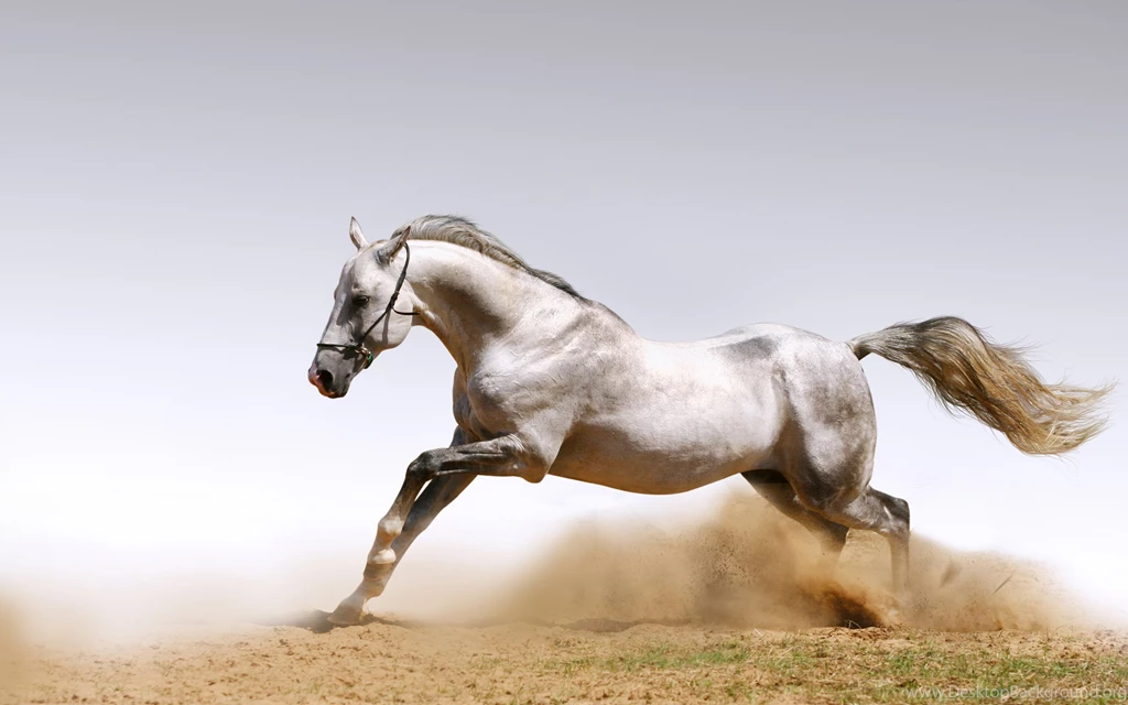 Wallpapers Wild Animals Run Horse Wallapper 2560x1600