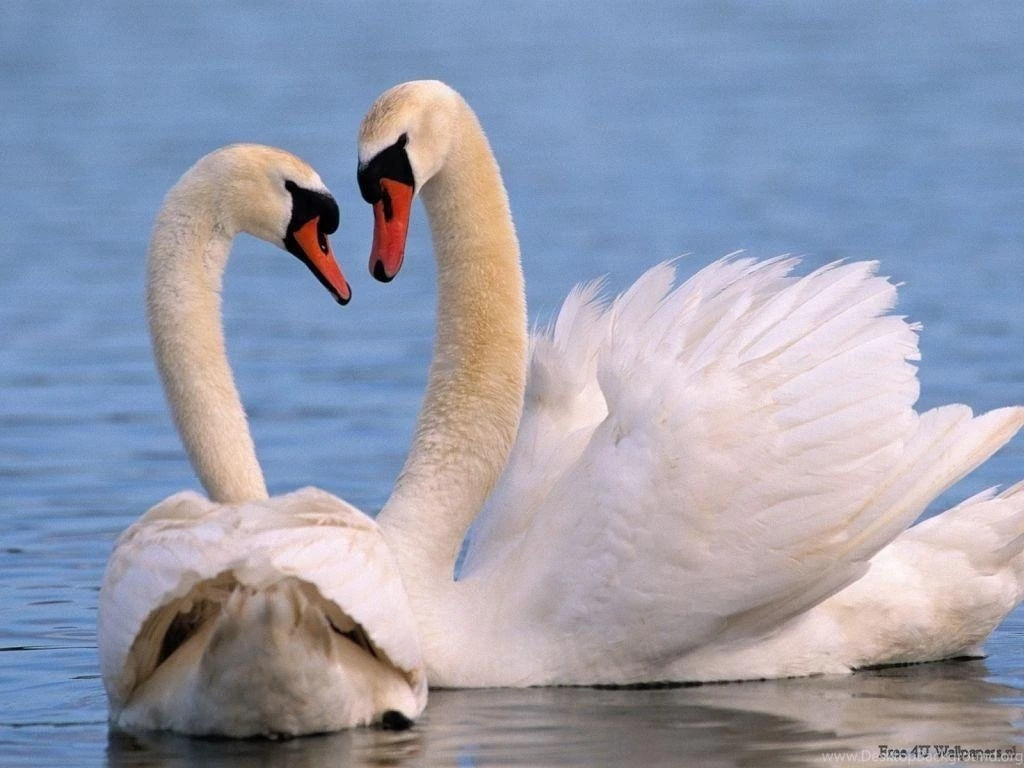 Beautiful Wild Animals Wallpapers HD Resolution
