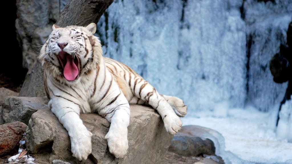 Yawning Tiger Wild Animal HD Wallpapers 1366x768 Wallpapers ...
