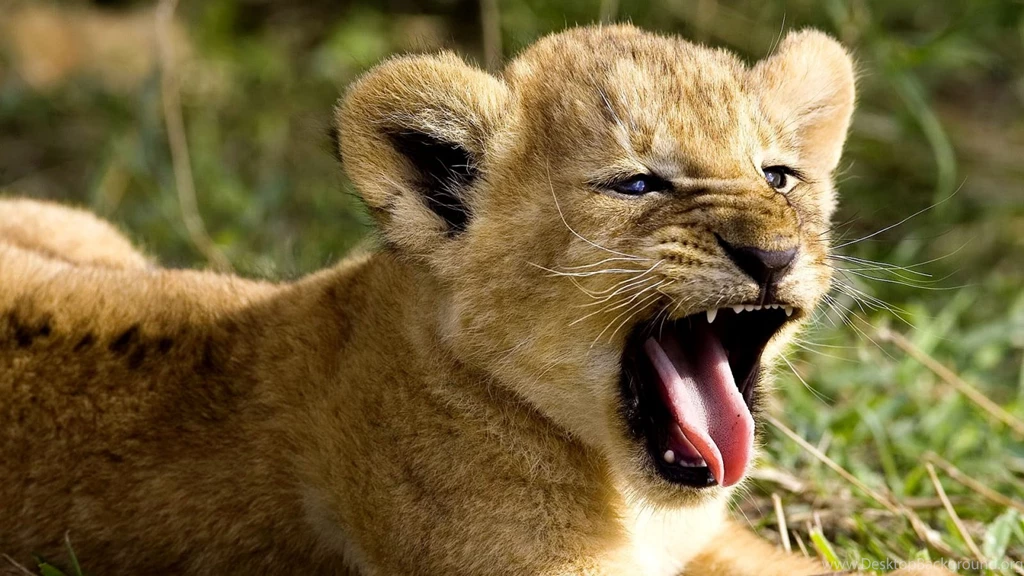 Wild Animal Desktop Backgrounds Download Hd Wallpapers. Desktop ...