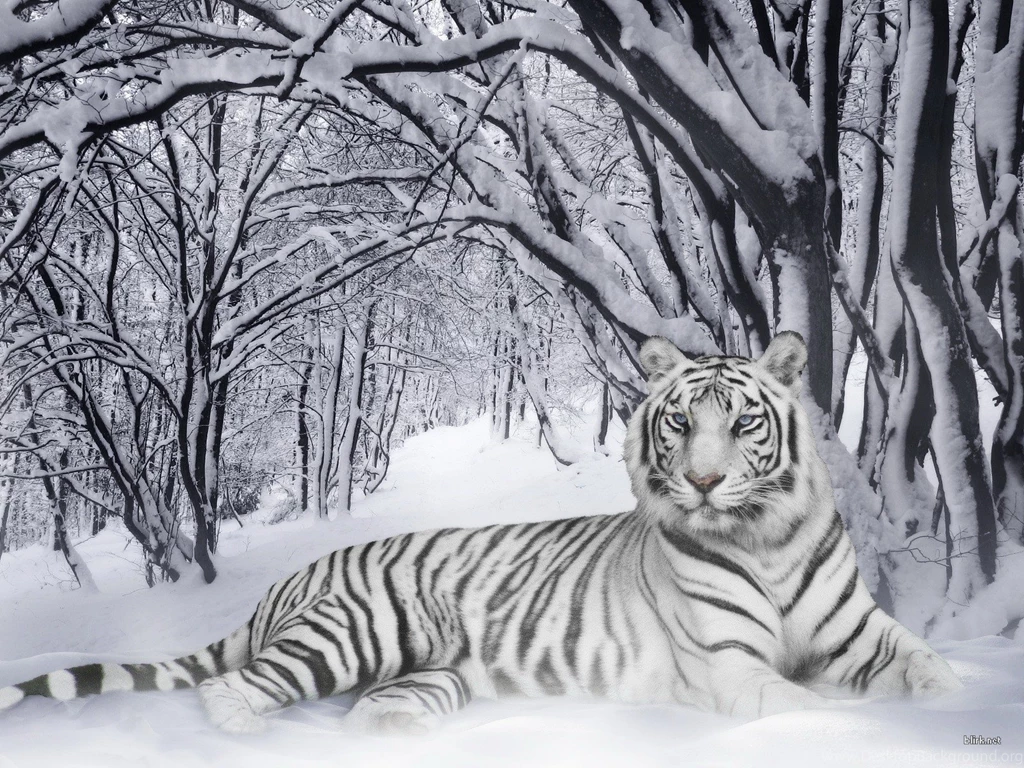 Tiger Wild Animals Wild Wallpapers
