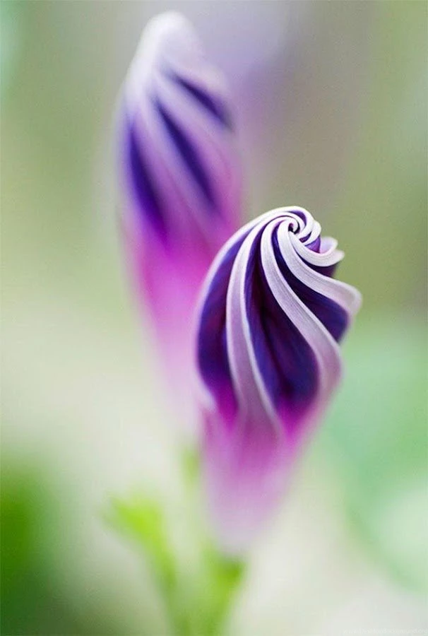 Flowers Wallpapers HD Android Apps On Google Play
