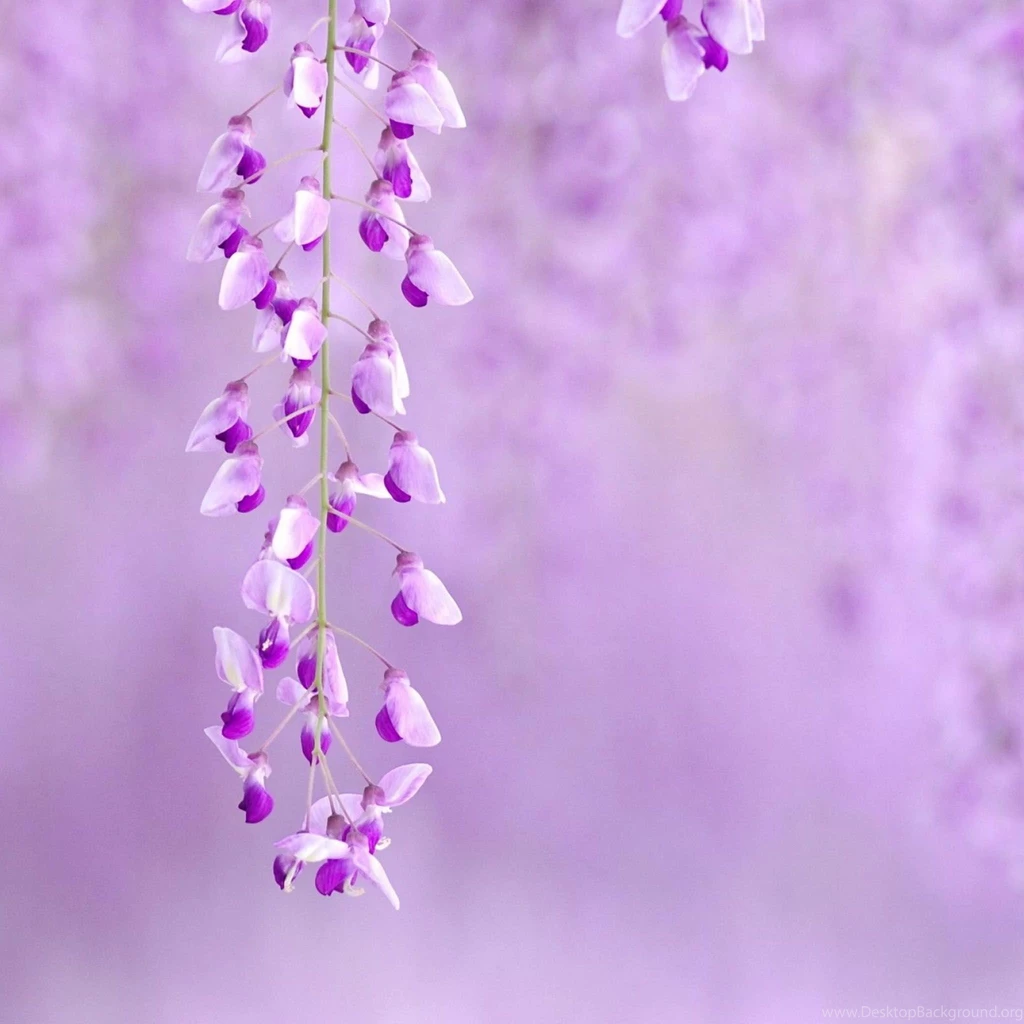 Purple Flower Backgrounds Wallpapers Cave