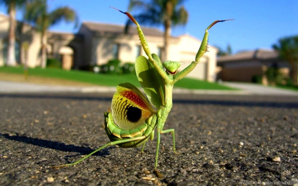 Funny Wallpapers HD Android Apps On Google Play