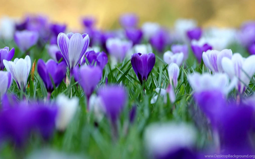 Gorgeous Purple Flower Wallpapers