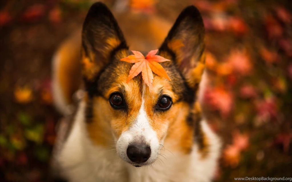 Autumn Season Wallpapers Cute Dog Photography 15 1280x800 ...