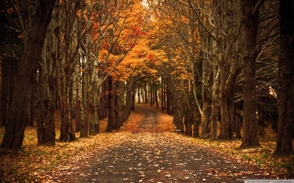 Late Autumn HD Desktop Wallpapers : High Definition : Mobile : Dual ...