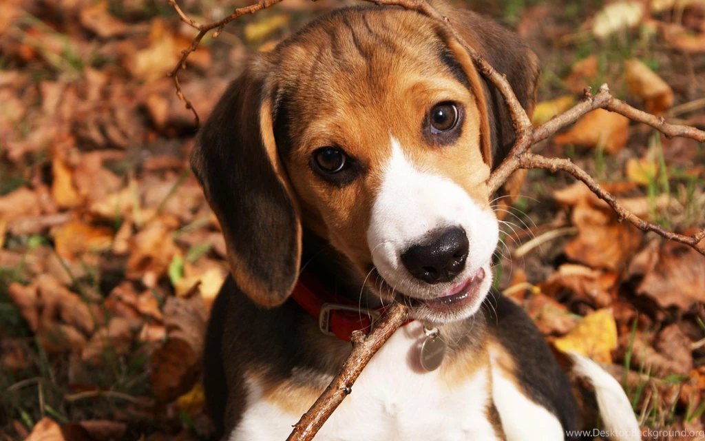 Beagle Animals Dogs Twig Branch Face Eyes Whiskers Cute Autumn ...