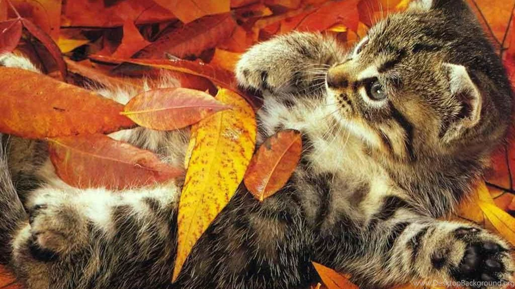Fall Wallpapers With Cats