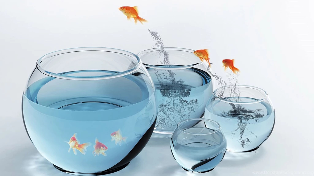 Fish Jumpings To Another Tank Digital Wallpapers Hd Desktop ...