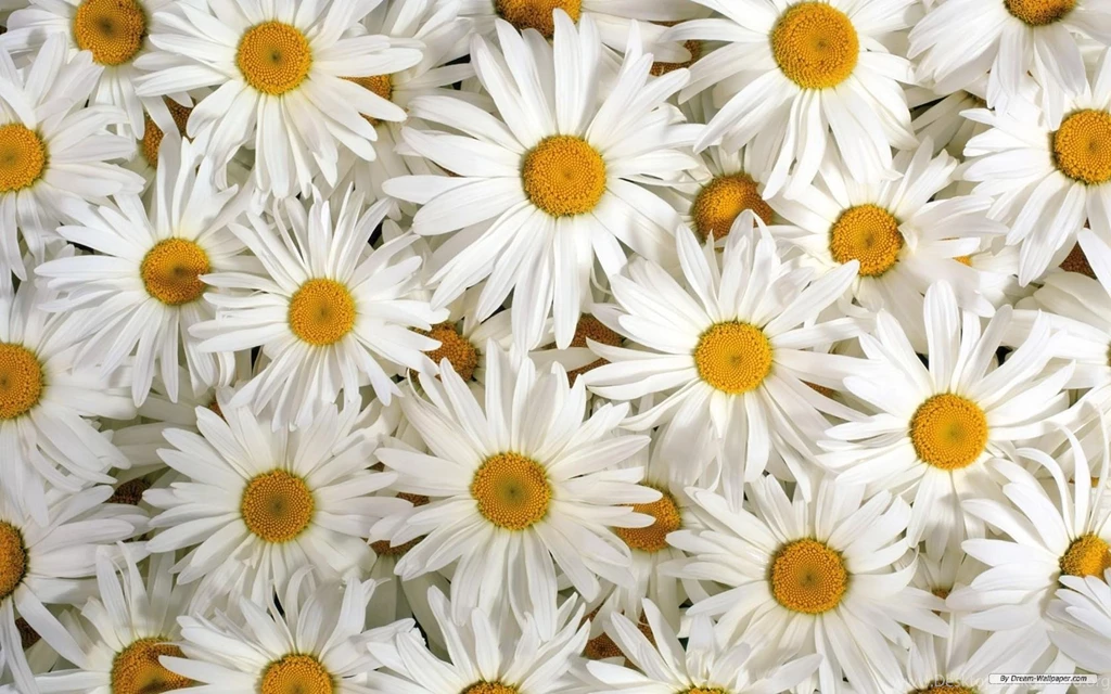 Beautiful Flower Best Hd Wallpapers 8550 Wallpapers Computer Best ...