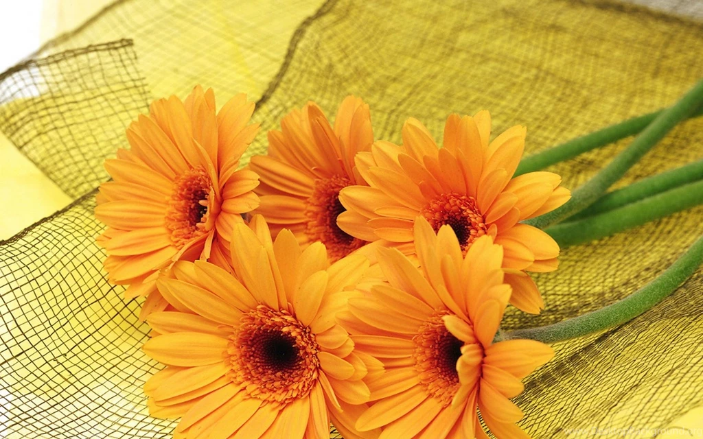 Page 130 › Free Download Gallery HD Wallpapers And Backgrounds ...