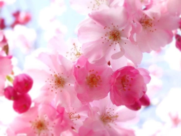 Pretty Pictures For Backgrounds Bing Images
