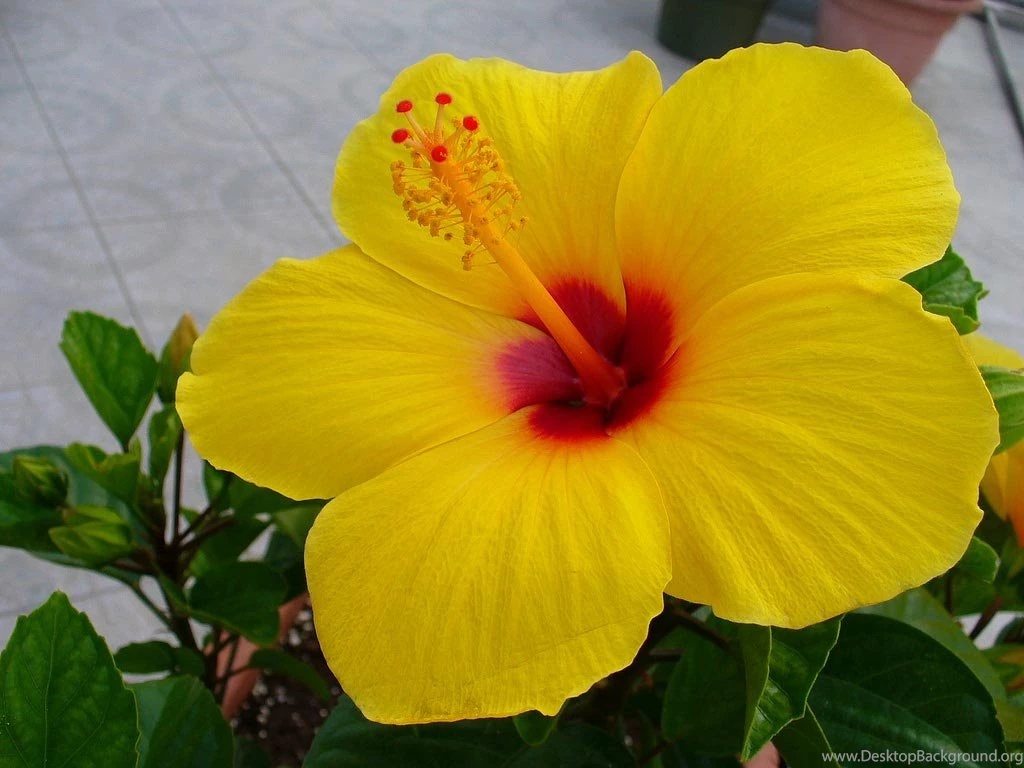 Beautiful Flower Wallpapers