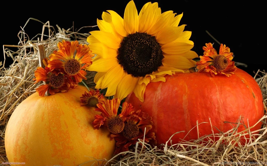 Pumpkin Desktop Wallpapers Wallpapers Cave