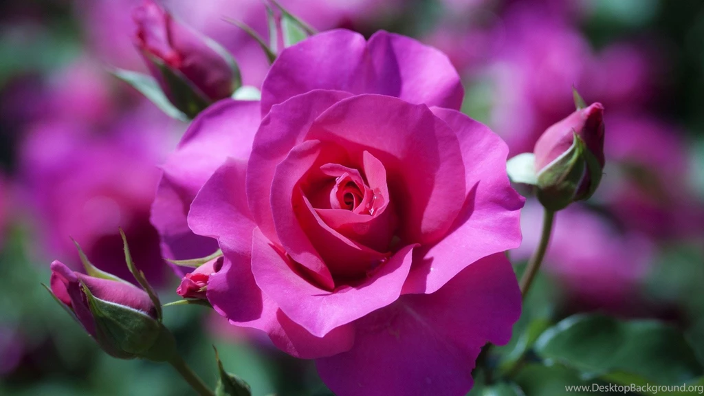 Great Sunshine Purple Rose Wallpaper, Rose Flower Images, Rose ...