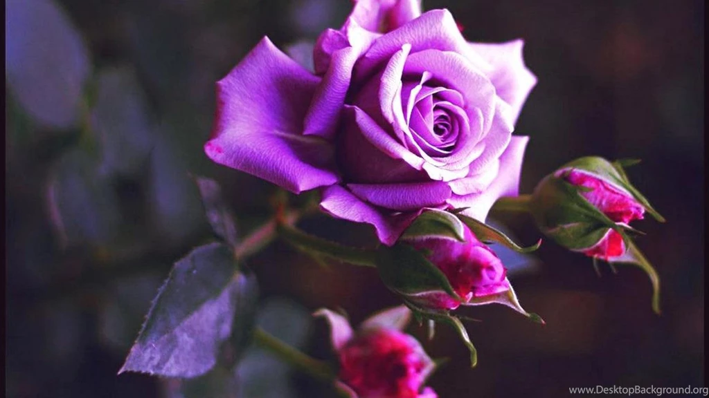 Textile Purple Rose Wallpapers, Rose Flower Images, Rose Pictures ...