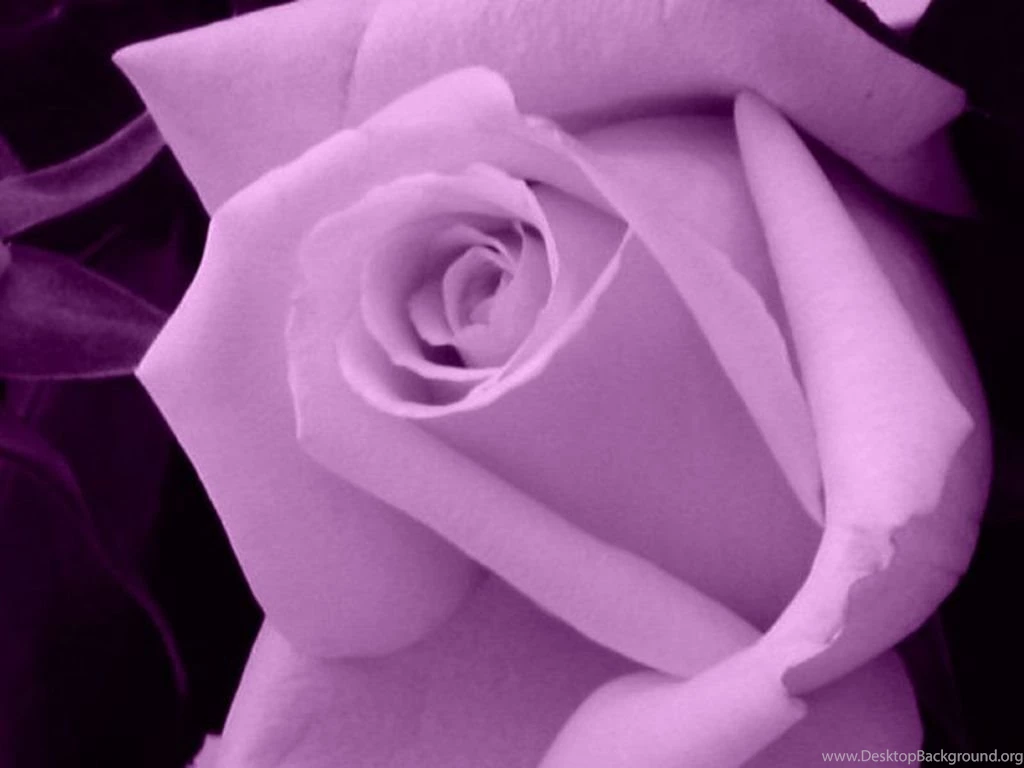 Wallpapers Light Purple Rose Flower 1024x768