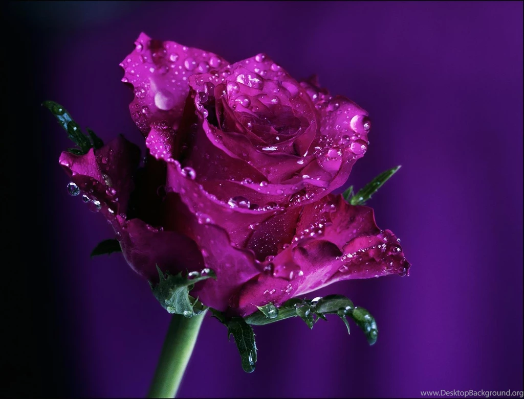 Purple Rose (