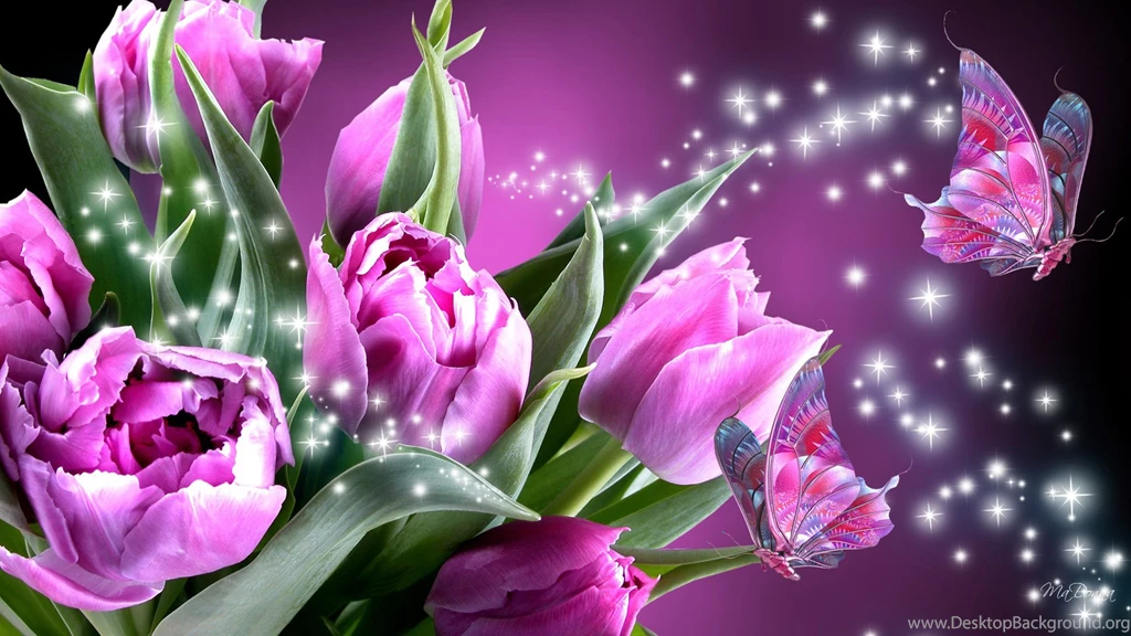 Fresh Purple Rose Wallpapers, Rose Flower Images, Rose Pictures ...