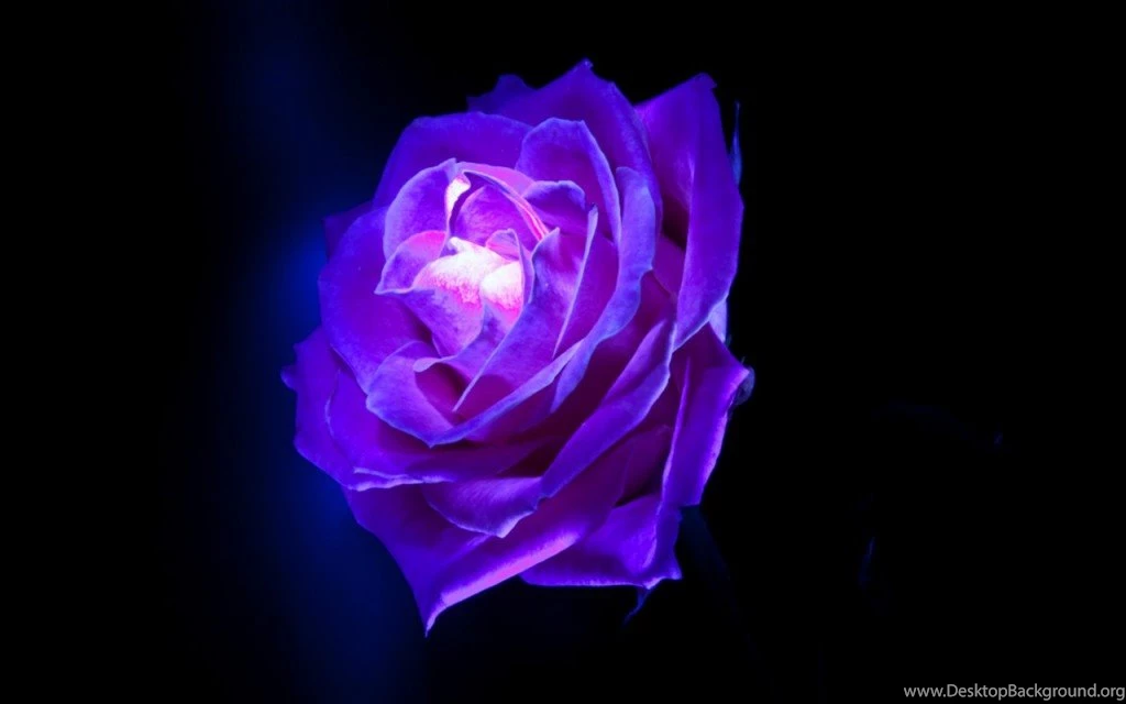 Purple Rose Flowers
