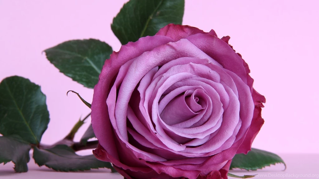Nature___Flowers_Beautiful_purple_rose_on_the_table_055873_.jpg