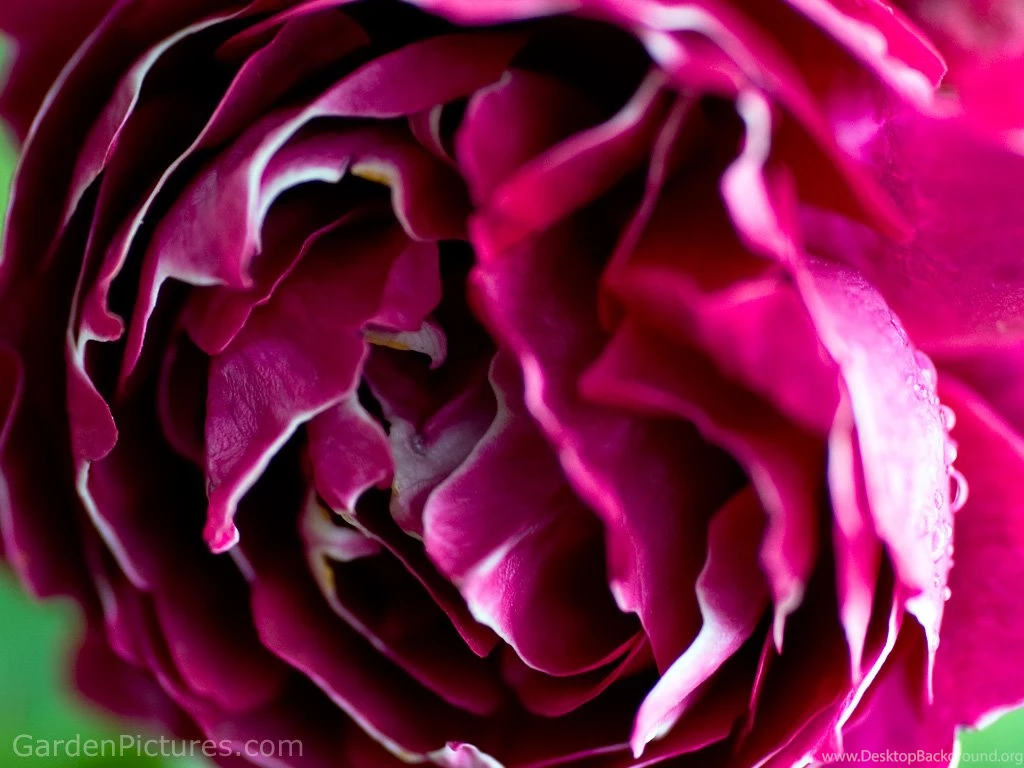 Purple Rose Wallpapers