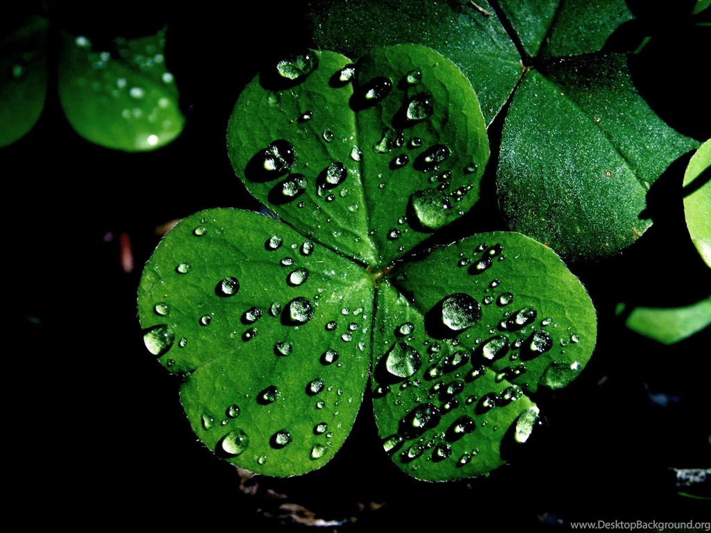 Shamrock Wallpaper, High Definition, High Quality, Widescreen