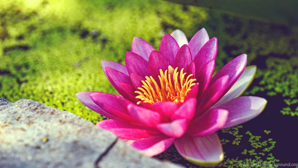 Flowers Wallpapers Page 1 HD Wallpapers