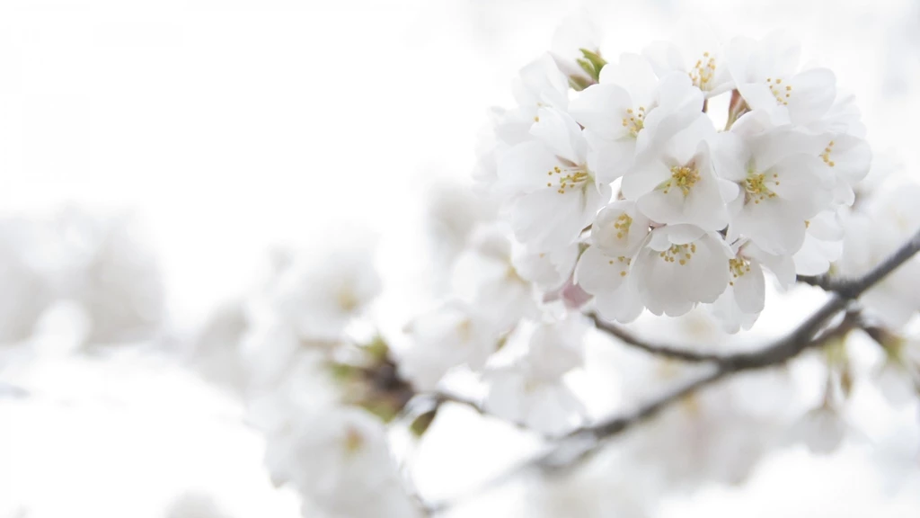 White Flowers Images And Wallpapers Download