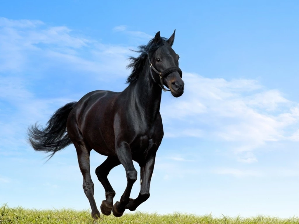 Wallpapers Arabian Horse HD Wallpapers