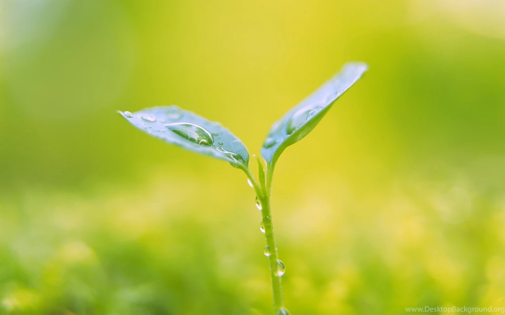 Plants HD Wallpapers   HD Wallpaper Backgrounds Of Your Choice