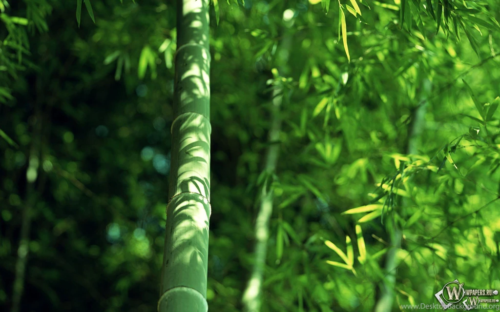 Bamboo, Wallpapers, Plants (