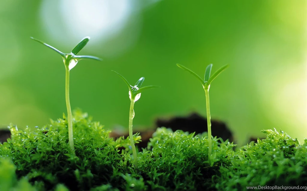 Small Plants Wallpapers Pictures 8873 1280x800 UMad.com