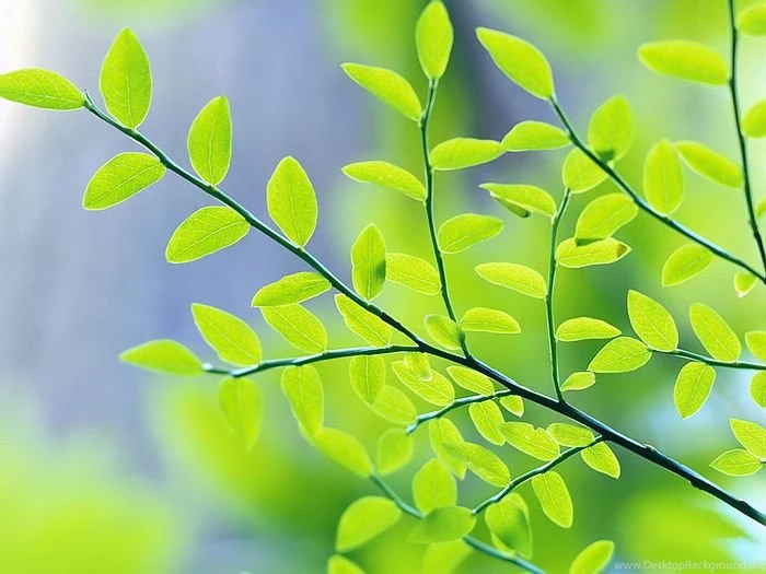 Windows Vista Plants Wallpaper23 Wallcoo.net