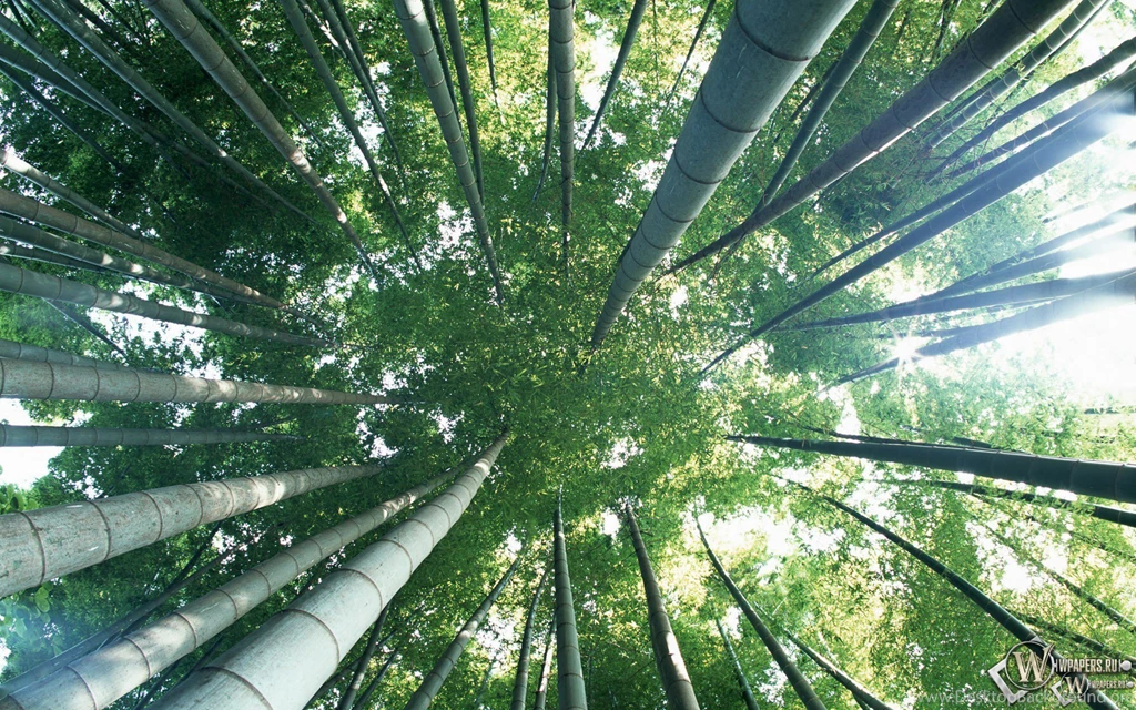 Bamboo, Wallpapers, Plants (
