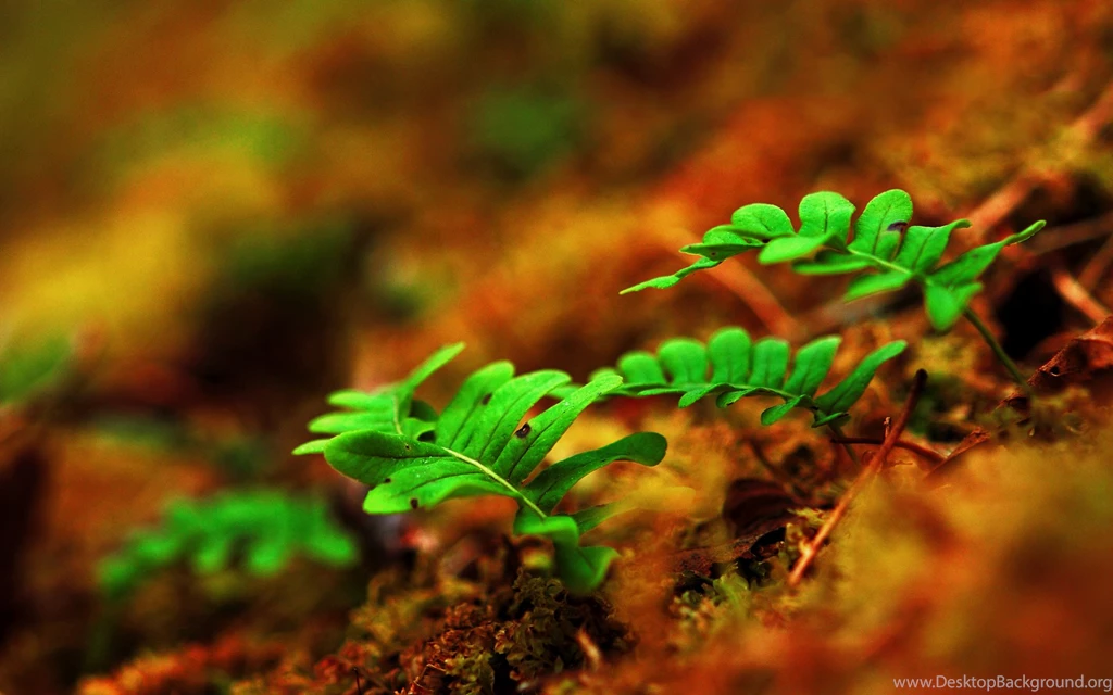 New 1000 Wallpapers Blog: Wallpapers Of Plants