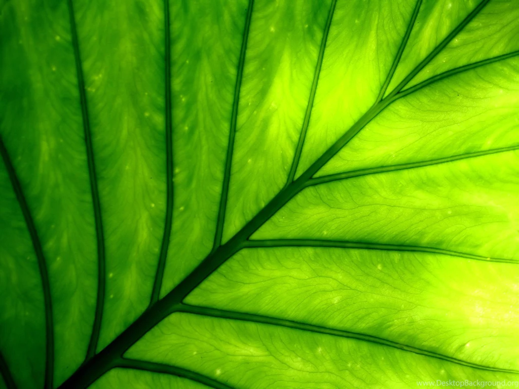 Windows Vista Wallpapers   Plants And Leaves Photography 1600x1200 ...