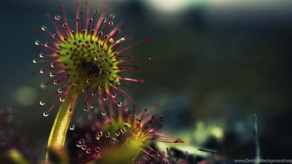 Plants Wallpapers 28619