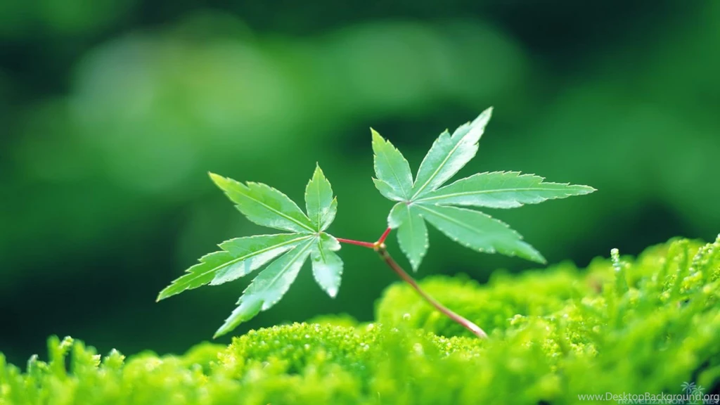 Amazingly Wonderful Plants Wallpapers