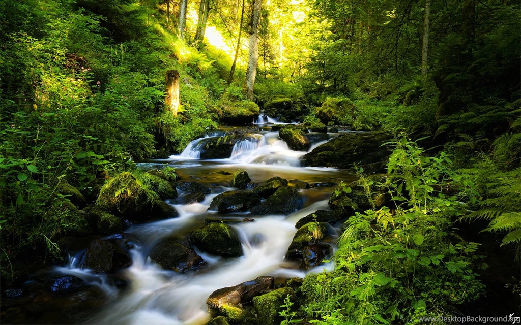 River Forest HD Wallpapers