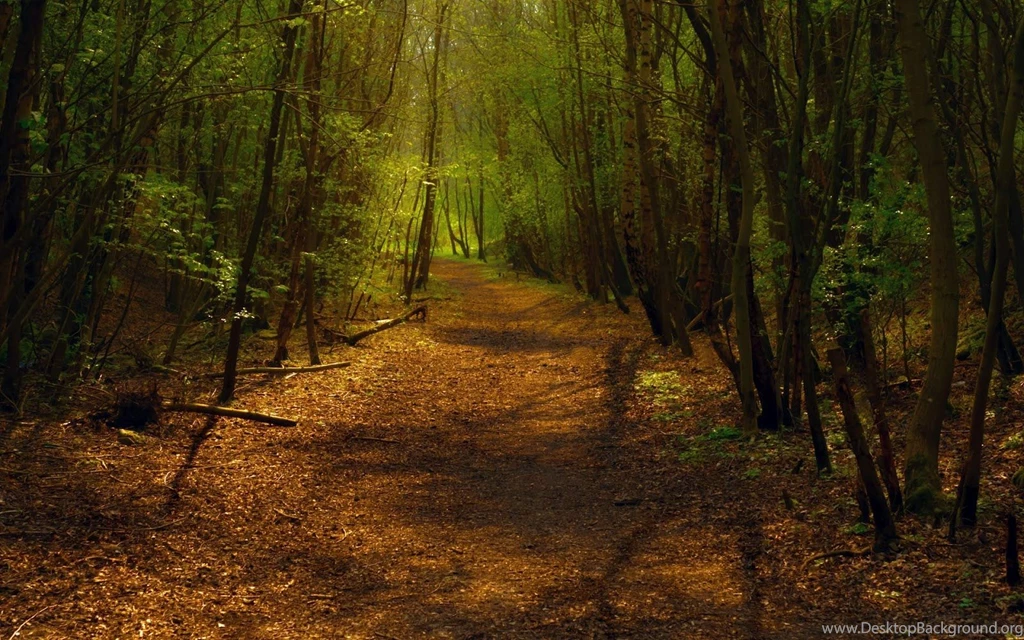 Forest Backgrounds HD