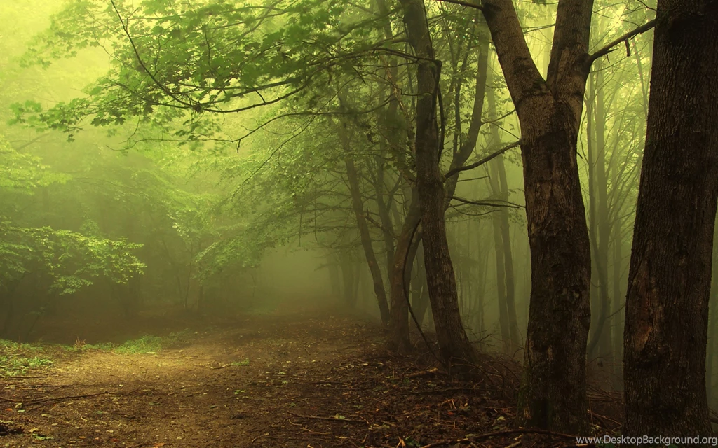 Misty Forest New Hd Wallpapers