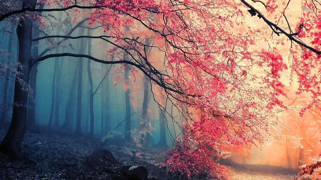 Beautiful Forest HD Backgrounds Wallpapers 5025 HD Wallpapers Site